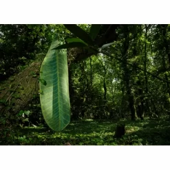 Tapis De Bain Abyss & Habidecor Feuille Apple Green -Salle De Bain Boutique FEUILLE 2